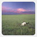 Search for bison landscape stickers Buffalo