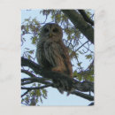Search for hoot cards invites Barn