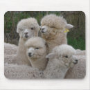 Search for alpaca gifts Chile