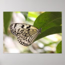 Search for black and white butterfly posters Animal