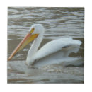 Search for pelican tiles White pelicans