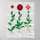 Search for carnations posters Flowers