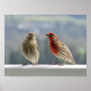 Search for finches posters Red