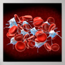 Search for circulatory system art Square image
