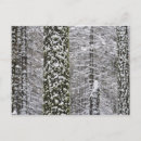Search for tree trunks postcards Sierra