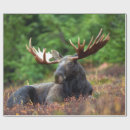Search for moose wrapping paper Wildlife