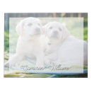 Search for labrador photography Puppy