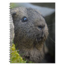 Search for guinea pig notebooks Rodent