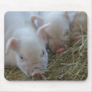 Search for piglet mousepads Pigs