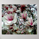 Search for tulip tree Blossom