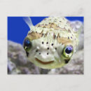 Search for funny animal photo postcards Humourous