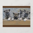 Search for norwegian postcards Dog