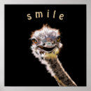 Search for ostriches posters Funny