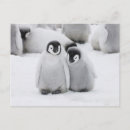 Search for penguin postcards Wildlife