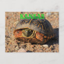 Search for shells postcards Wildlife