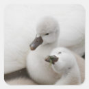 Search for mute swan stickers Animal