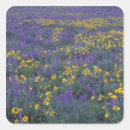 Search for lupine flower stickers Blossom