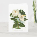 Search for anthuriums cards Botanical