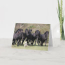 Search for herd dog cards Animal