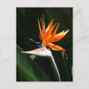 Search for bird of paradise postcards Orange