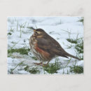 Search for winter bird postcards Seasonal