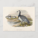 Search for barnacle postcards Bird