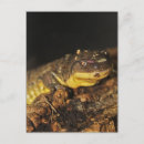 Search for salamander postcards Reptile