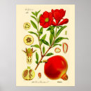 Search for pomegranate fruit posters Punica granatum