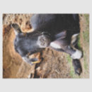 Search for goat tissue paper Animals