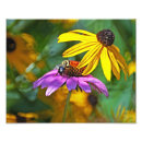 Search for rudbeckia posters Garden
