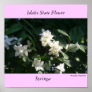 Search for syringa Idaho