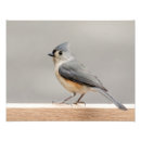 Search for birds of a feather posters Titmouse