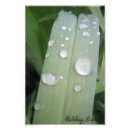 Search for waterdrop posters Photography