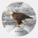 Search for eagles stickers Bald eagle