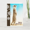 Search for meerkat christmas cards Wildlife