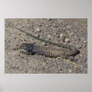 Search for reptile posters Desert