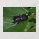 Search for stags postcards Bug