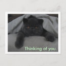 Search for i miss you postcards Cats