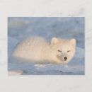 Search for steve kazlowski postcards Snow