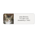 Search for kitties return address labels Feline