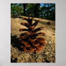 Search for pinecones posters Forest