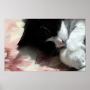 Search for cute cat posters Nose