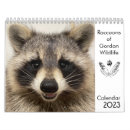 Search for raccoon calendars Racoon