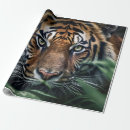 Search for bengal cat wrapping paper Feline