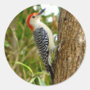 Search for woodpecker stickers Red
