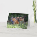 Search for anima cards Cute baby animal