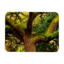 Search for oak tree magnets North america