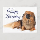 Search for pekinese Pekingese