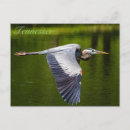 Search for herons postcards Water