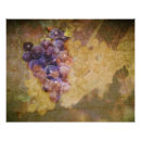 Search for vintage grape vine posters Vineyard